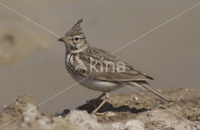 Crested Lark (Galerida cristata)