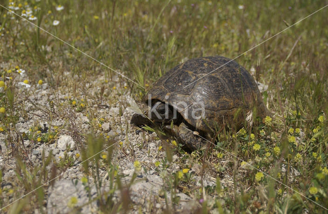 Tortoise (Testudo spec.)