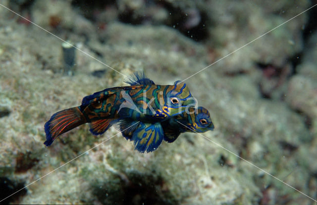 Mandarinfish (Pterosynchiropus splendidus)