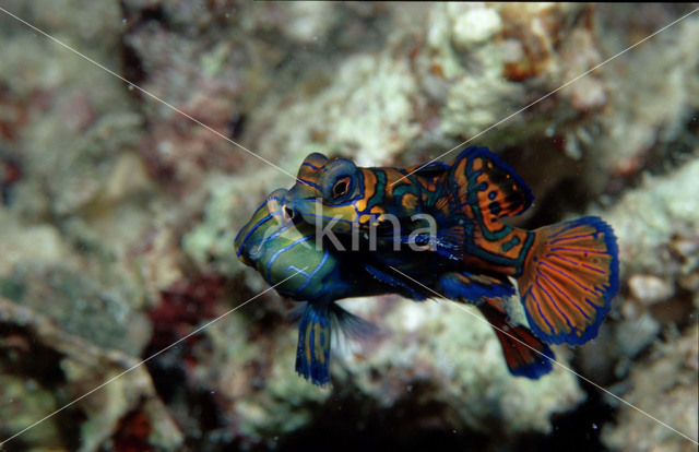 Mandarinfish (Pterosynchiropus splendidus)
