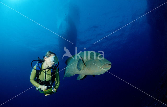 Humpback wrasse