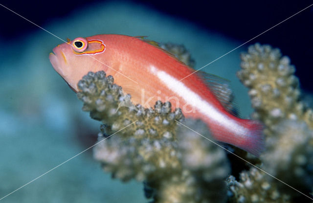Arc-eye hawkfish (Paracirrhites arcatus)
