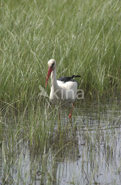 White Stork (Ciconia ciconia)