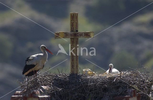 Ooievaar (Ciconia ciconia)