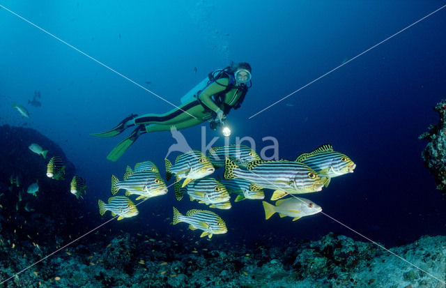 Indian Ocean oriental sweetlips (Plectorhinchus vittatus)