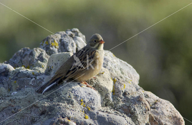 Ortolaan (Emberiza hortulana)