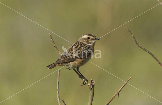 Whinchat (Saxicola rubetra)