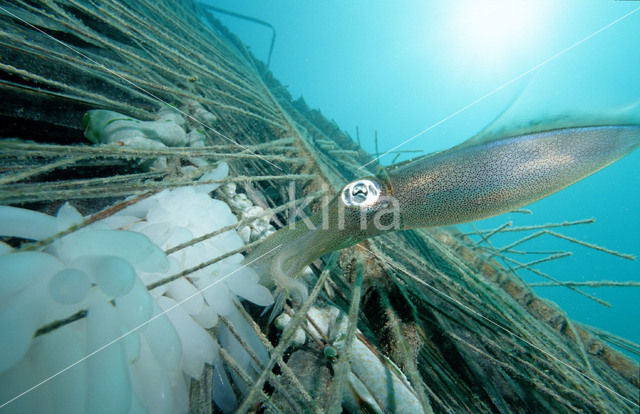 Reef squid (Sepioteuthis australis)