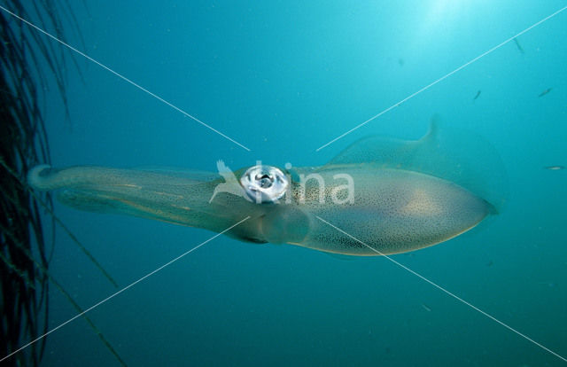 Reef squid (Sepioteuthis australis)