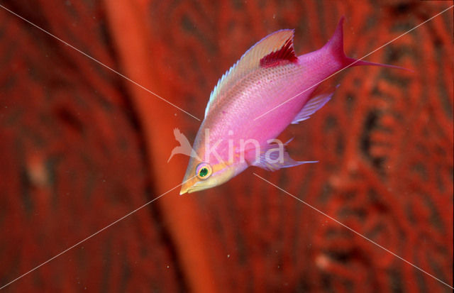 Purper vlagbaars (Pseudanthias tuka)