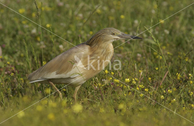 Squacco Heron (Ardeola ralloides)