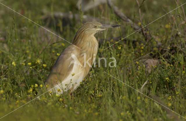 Squacco Heron (Ardeola ralloides)