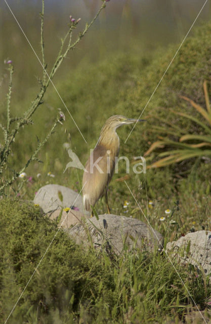 Squacco Heron (Ardeola ralloides)