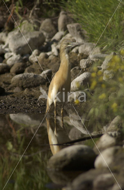 Squacco Heron (Ardeola ralloides)