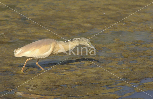 Squacco Heron (Ardeola ralloides)