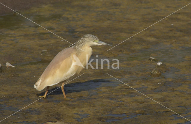 Squacco Heron (Ardeola ralloides)