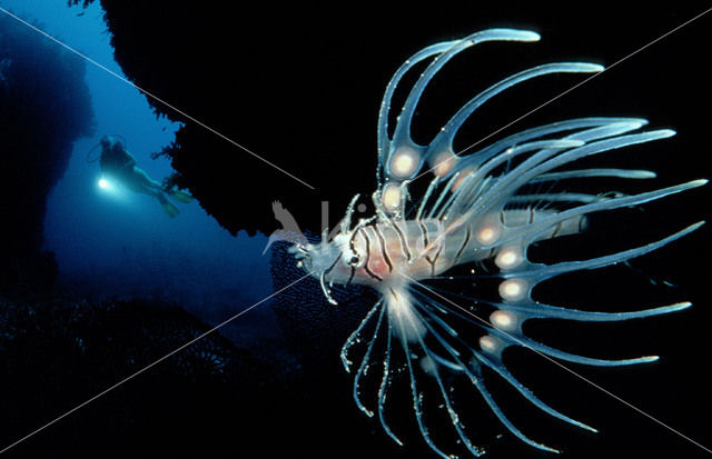 Spotfin lionfish (Pterois antennata)