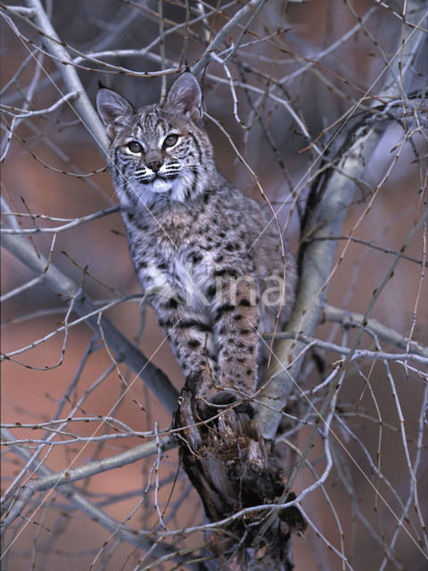Bobcat (Lynx rufus)