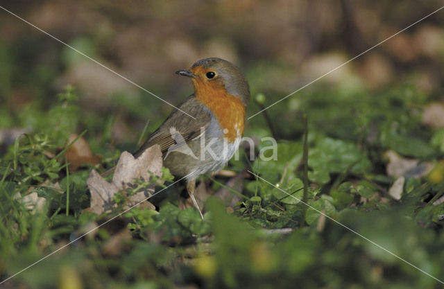 Roodborst