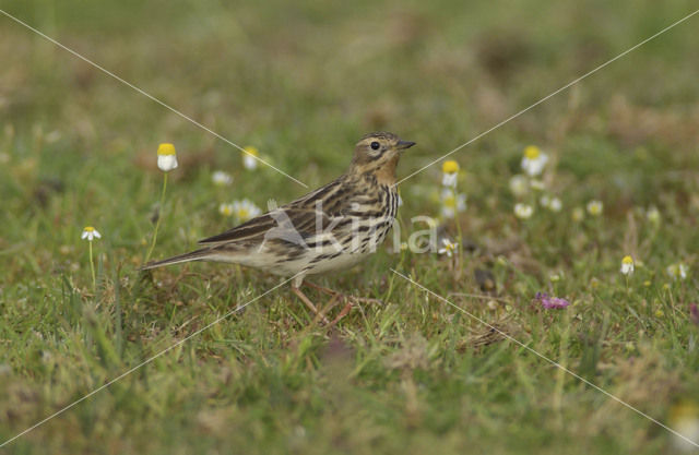 Red-throated Pipit (Anthus cervinus)