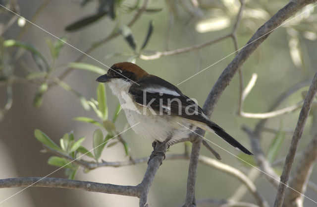 Woodchat Shrike (Lanius senator)