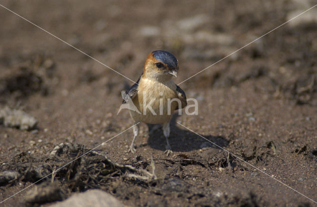 Red-rumped Swallow (Hirundo daurica)