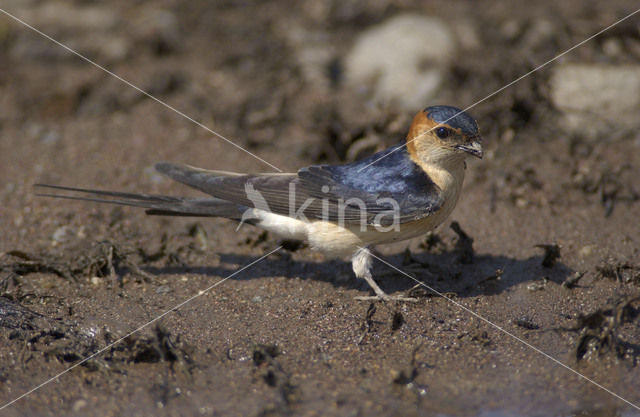 Red-rumped Swallow (Hirundo daurica)
