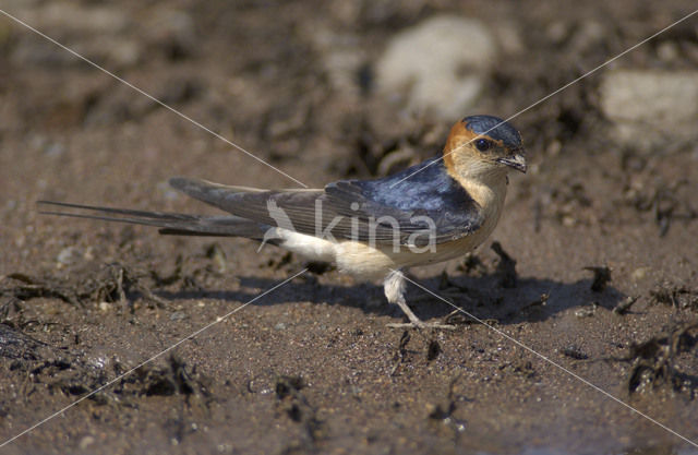 Roodstuitzwaluw (Hirundo daurica)