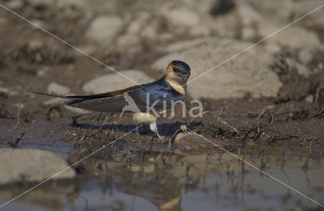 Roodstuitzwaluw (Hirundo daurica)