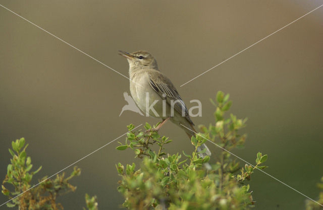 Rufous-tailed Scrub-Robin (Erythropygia galactotes)