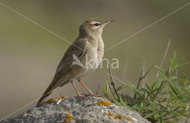 Rufous-tailed Scrub-Robin (Erythropygia galactotes)