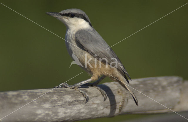 Western Rock-Nuthatch (Sitta neumayer)