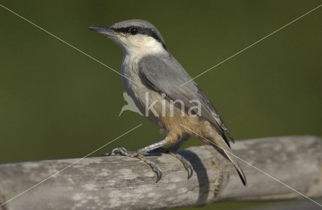 Western Rock-Nuthatch (Sitta neumayer)