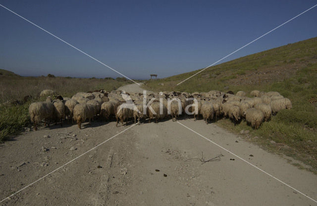 Sheep (Ovis domesticus)