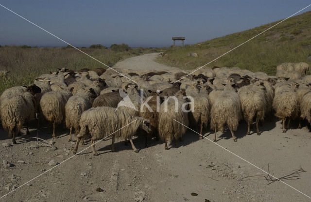 Sheep (Ovis domesticus)