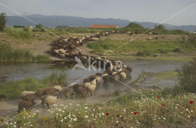 Sheep (Ovis domesticus)