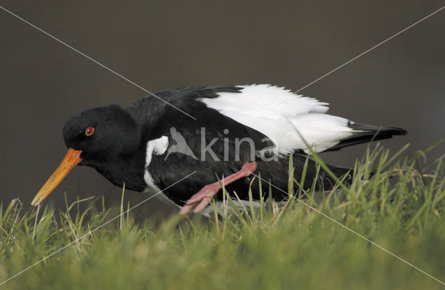 Oystercatcher (Haematopus ostralegus)