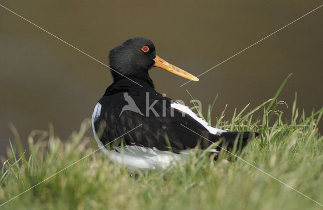 Scholekster (Haematopus ostralegus)