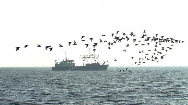 Scholekster (Haematopus ostralegus)