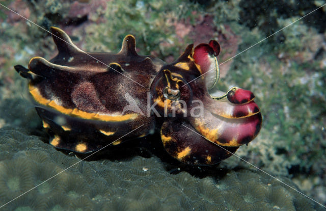 Flamboyant cuttlefish (Metasepia pfefferi)