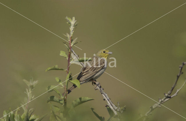 Smyrnagors (Emberiza cineracea)