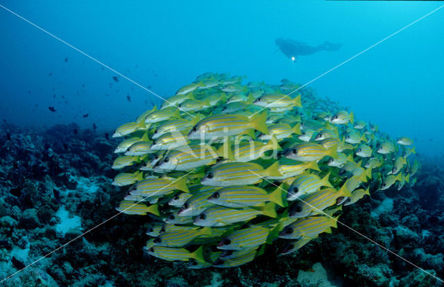 Snapper (Lutjanus quinquelineatus)