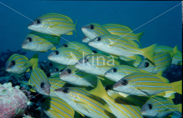 Fivelined snapper (Lutjanus quinquelineatus)