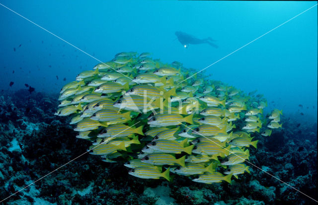 Fivelined snapper (Lutjanus quinquelineatus)