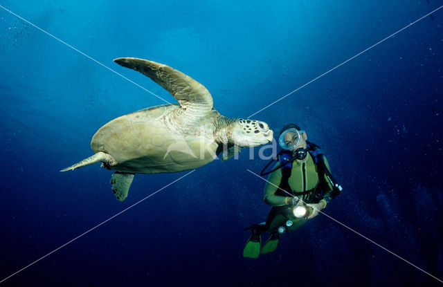 Soepschildpad (Chelonia mydas)