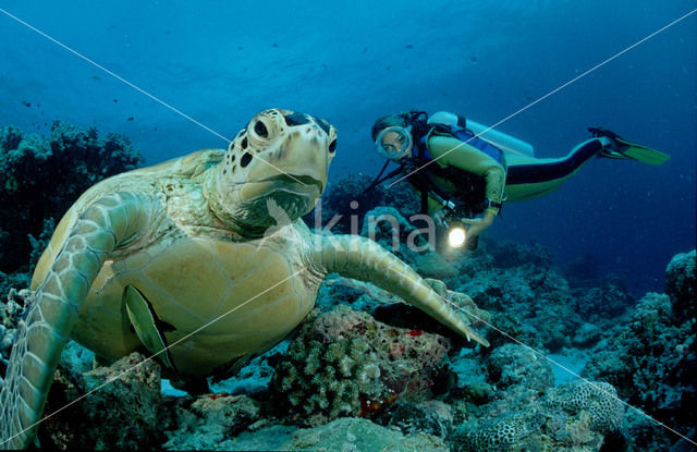 Soepschildpad (Chelonia mydas)