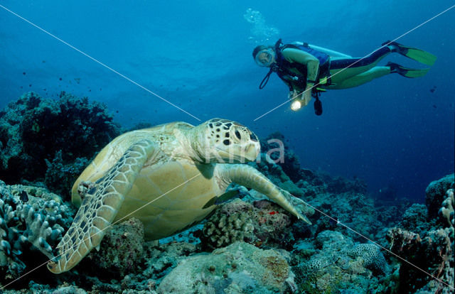 Soepschildpad (Chelonia mydas)