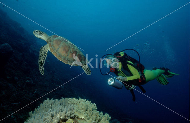 Soepschildpad (Chelonia mydas)