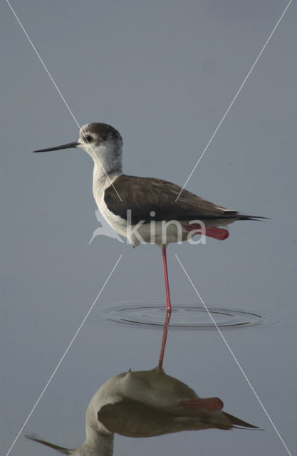 Steltkluut (Himantopus himantopus)