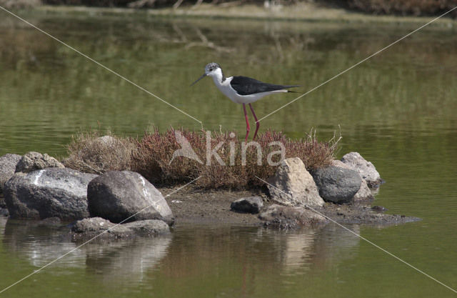 Steltkluut (Himantopus himantopus)